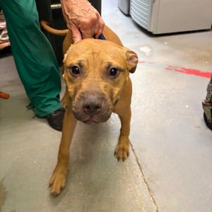 Bongo, Terrier, American Pit Bull, young, available for adoption