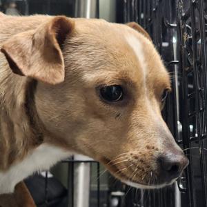 Butterball, Chihuahua, Short Coat, adult, available for adoption