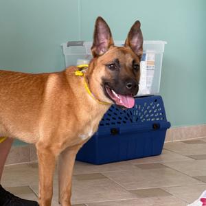 Apple, Black Mouth Cur, young, available for adoption
