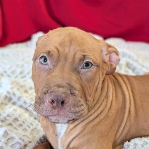 Blastoff, Terrier, American Pit Bull, young, available for adoption