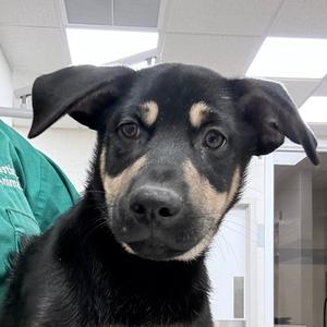 Alan, Rottweiler, puppy, available for adoption