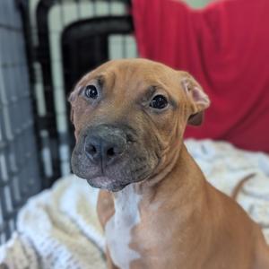 Brisco, Terrier, American Pit Bull, young, available for adoption