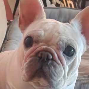 A close-up of a white french bulldog's face.