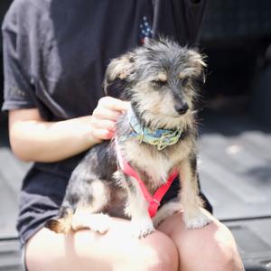 Blossom, Mixed Breed (Small), adult, available for adoption
