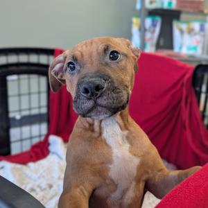 Barrel, Terrier, American Pit Bull, young, available for adoption