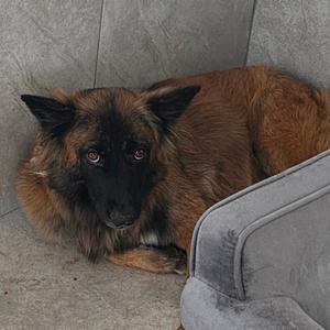 A brown dog with black markings on its face and alert ears lies on a gray floor next to a gray armchair.