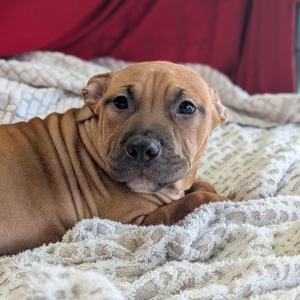 Brystol, Terrier, American Pit Bull, young, available for adoption