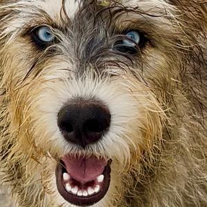 Bear, Schnauzer, puppy, available for adoption