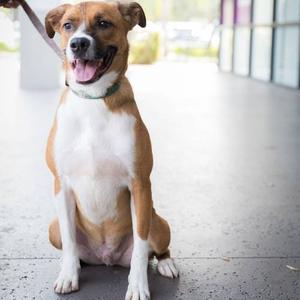 Colton, Coonhound, adult, available for adoption