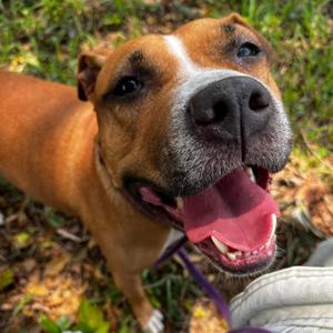 Bessie, Terrier, American Pit Bull, adult, available for adoption