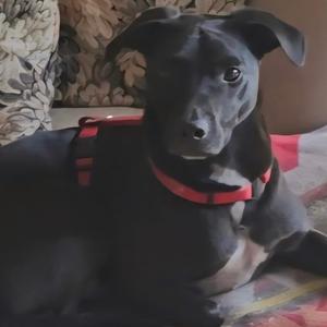 a black dog wearing a red harness
