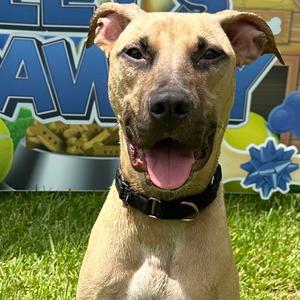 Chamois, Hound, adult, available for adoption