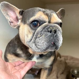 Adahlia, Bulldog, French, adult, available for adoption