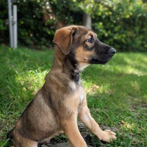 Daniel, Shepherd, German, young, available for adoption