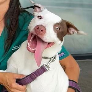 Bristol, Pointer, adult, available for adoption