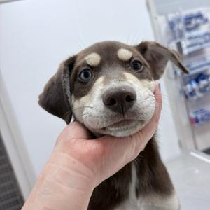 Alden, Retriever, Labrador, puppy, available for adoption
