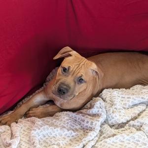 Bingo, Terrier, American Pit Bull, young, available for adoption