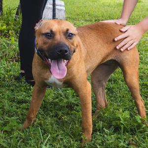 Bango, Terrier, American Pit Bull, young, available for adoption