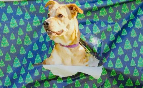 Brisket, Shepherd / Catahoula Leopard Dog, adult, available for adoption