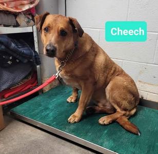 Cheech-Sponsored, Labrador Retriever, adult, available for adoption