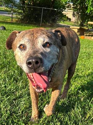 Duke-Sponsored, Labrador Retriever / Hound, senior, available for adoption