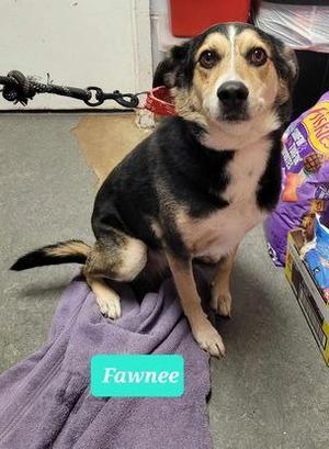 Fawnee, Australian Shepherd / Coonhound, adult, available for adoption