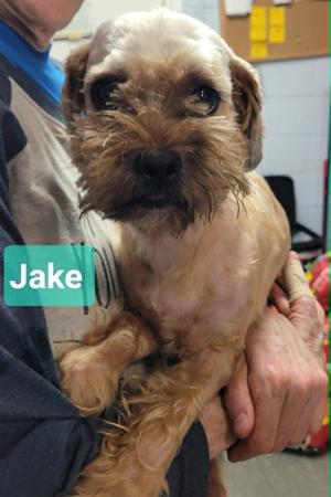 Jake, Shih Tzu, adult, available for adoption