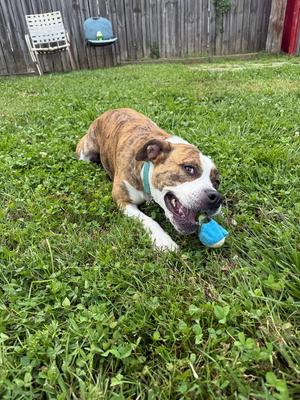 Harley, Boxer / Pit Bull Terrier, adult, available for adoption