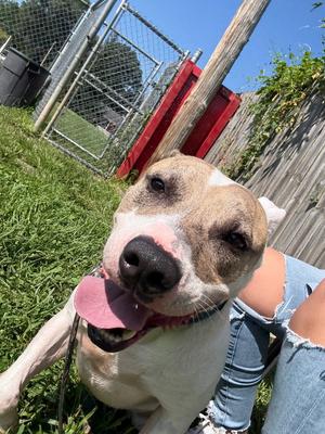 Jiggy-Sponsored, Pit Bull Terrier, adult, available for adoption