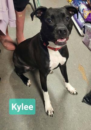 Kylee, Labrador Retriever / Pit Bull Terrier, adult, available for adoption