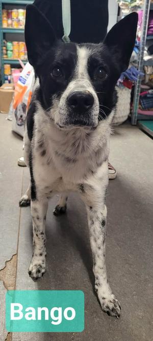 Banjo, Border Collie, adult, available for adoption