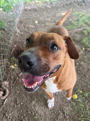 Jocasta-Sponsored, Boxer / Rhodesian Ridgeback, adult, available for adoption