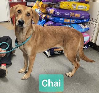 Chai, Hound / Retriever, young, available for adoption