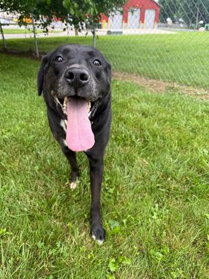 Franklin, Labrador Retriever, adult, available for adoption