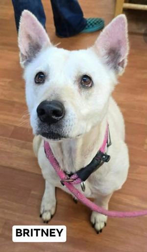 Britney-Sponsored, Australian Cattle Dog/Blue Heeler / Shepherd, adult, available for adoption