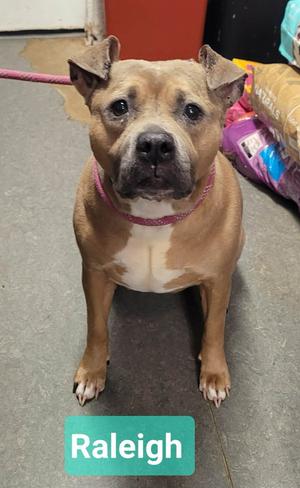 A brown and white dog with a pink collar, sitting on a concrete floor. The dog has a name tag that says "Raleigh".
