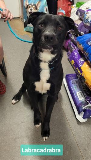 Labracadabra, Labrador Retriever, adult, available for adoption