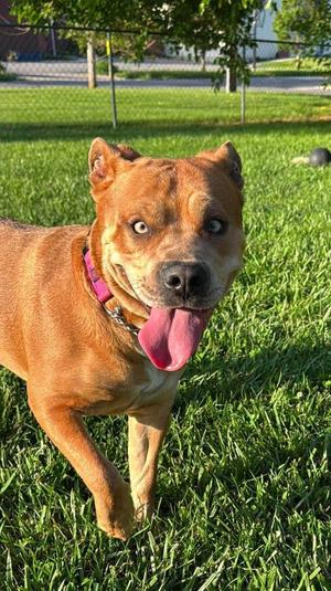 Keeva-Sponsored, Staffordshire Bull Terrier / Pit Bull Terrier, adult, available for adoption