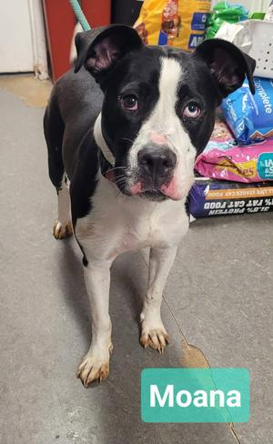 Moana, Pit Bull Terrier / Affenpinscher, young, available for adoption
