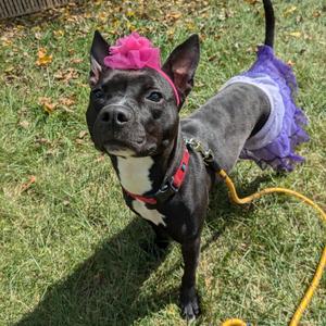 Leia, Pit Bull Terrier / Boston Terrier, adult, available for adoption