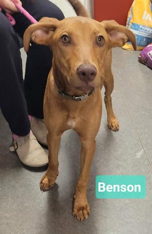 Benson, Rhodesian Ridgeback / Hound, young, available for adoption