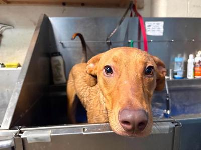 Benson, Rhodesian Ridgeback / Hound, young, available for adoption