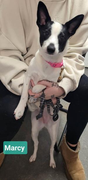 Marcy, Jack Russell Terrier / Chihuahua, young, available for adoption