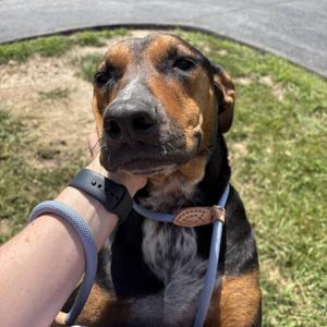 Kelly, Black and Tan Coonhound, young, available for adoption