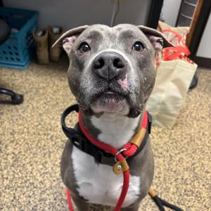 Chaos, Pit Bull Terrier, adult, available for adoption