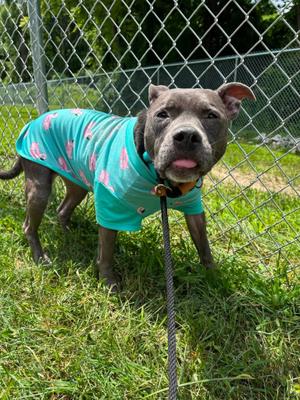 Sonya, Pit Bull Terrier, senior, available for adoption