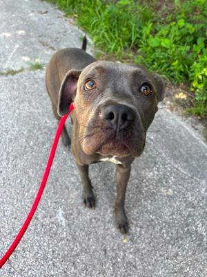 Evee, Pit Bull Terrier, young, available for adoption