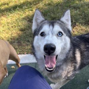 Lola, Siberian Husky, young, available for adoption