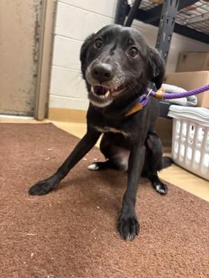 Roxy, Black Labrador Retriever / Border Collie, young, available for adoption