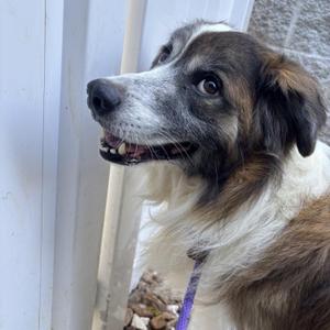 Fenrir, Rough Collie, young, available for adoption